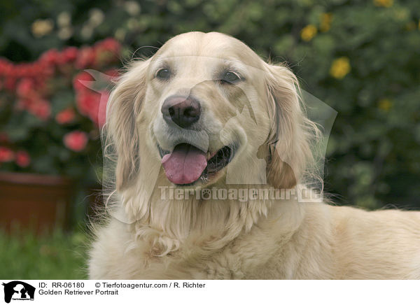 Golden Retriever Portrait / Golden Retriever Portrait / RR-06180