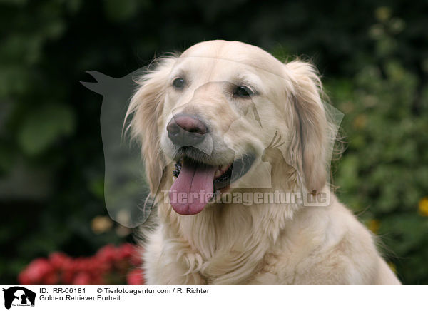 Golden Retriever Portrait / Golden Retriever Portrait / RR-06181