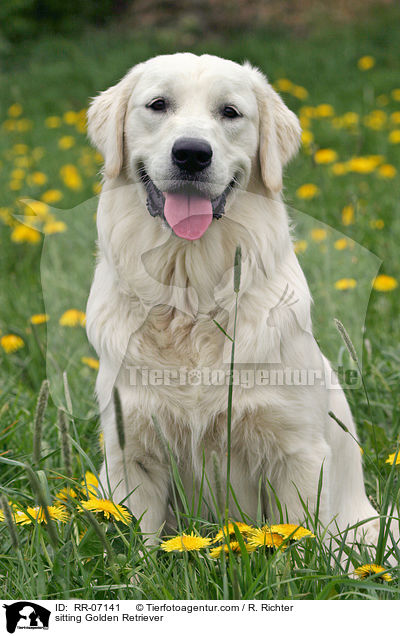 sitzender Golden Retriever / sitting Golden Retriever / RR-07141