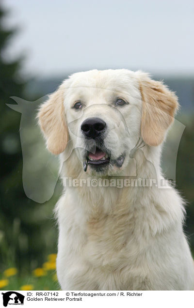 Golden Retriever Portrait / Golden Retriever Portrait / RR-07142