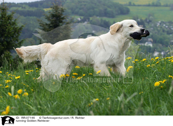 rennender Golden Retriever / running Golden Retriever / RR-07146