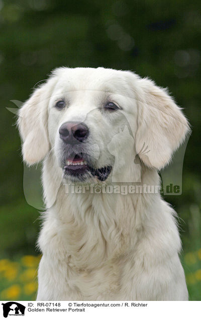 Golden Retriever Portrait / Golden Retriever Portrait / RR-07148
