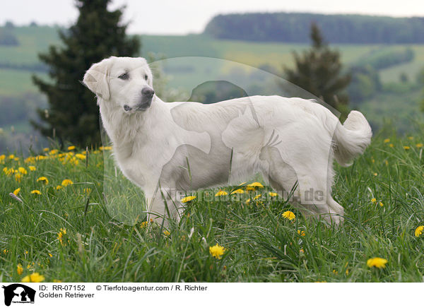 Golden Retriever / Golden Retriever / RR-07152