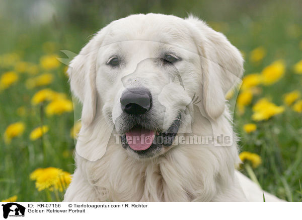 Golden Retriever Portrait / Golden Retriever Portrait / RR-07156