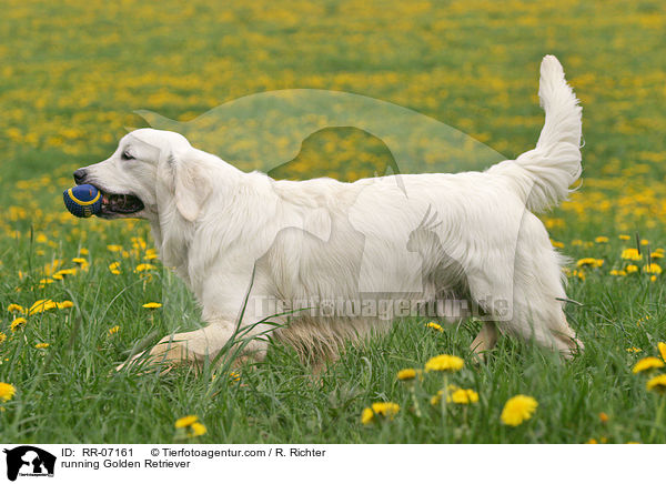 rennender Golden Retriever / running Golden Retriever / RR-07161