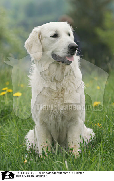 sitzender Golden Retriever / sitting Golden Retriever / RR-07162