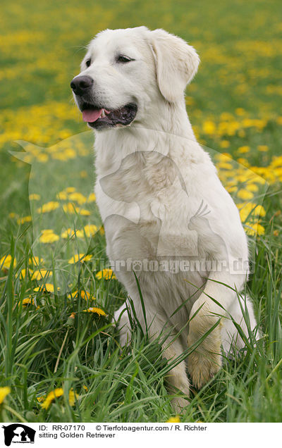 sitzender Golden Retriever / sitting Golden Retriever / RR-07170