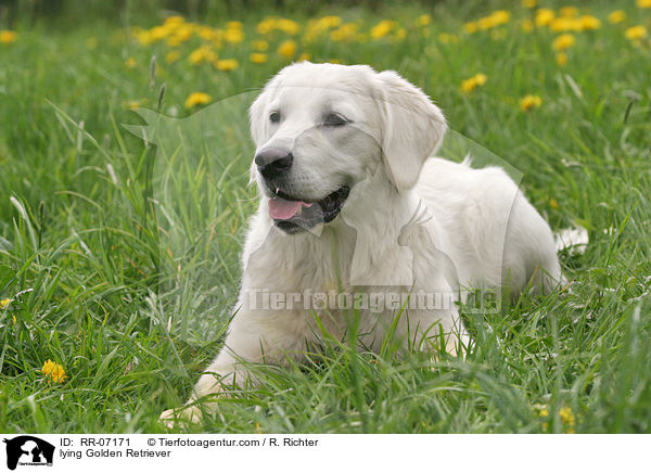 liegender Golden Retriever / lying Golden Retriever / RR-07171