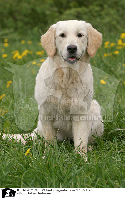 sitzender Golden Retriever / sitting Golden Retriever / RR-07176