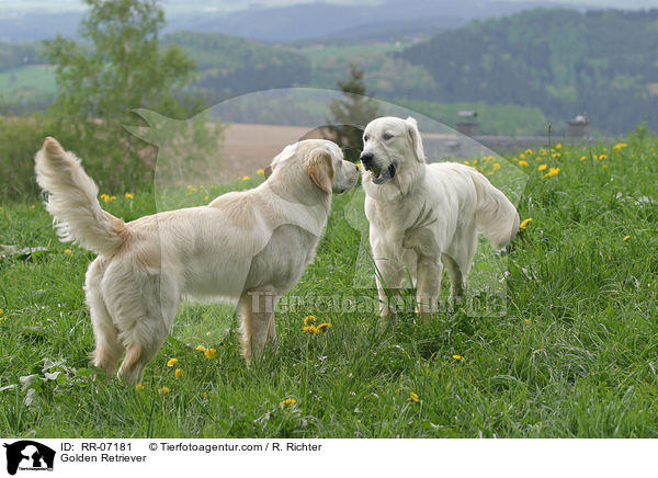 Golden Retriever / Golden Retriever / RR-07181