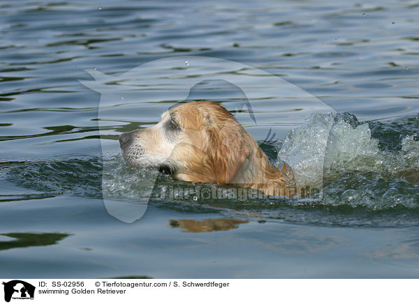 Golden Retriever schwimmt im See / swimming Golden Retriever / SS-02956