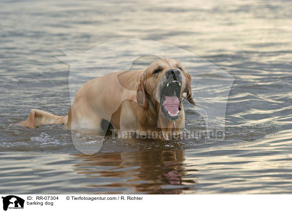 Hund bellt im Wasser / barking dog / RR-07304