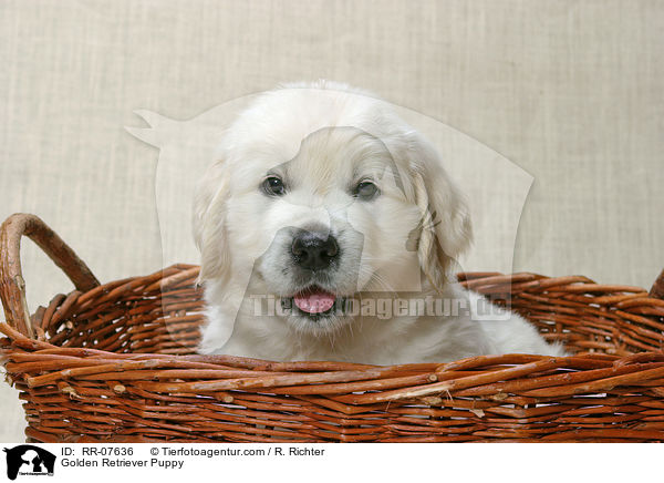 Golden Retriever Welpe / Golden Retriever Puppy / RR-07636