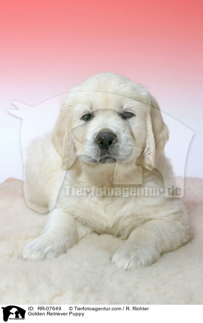 Golden Retriever Welpe / Golden Retriever Puppy / RR-07649