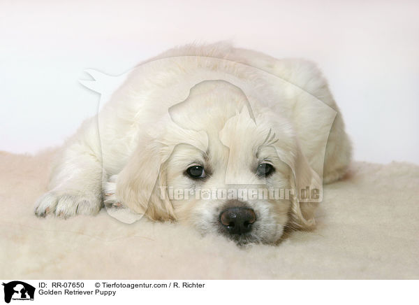 Golden Retriever Welpe / Golden Retriever Puppy / RR-07650