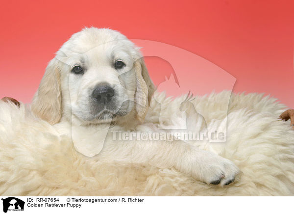 Golden Retriever Welpe / Golden Retriever Puppy / RR-07654