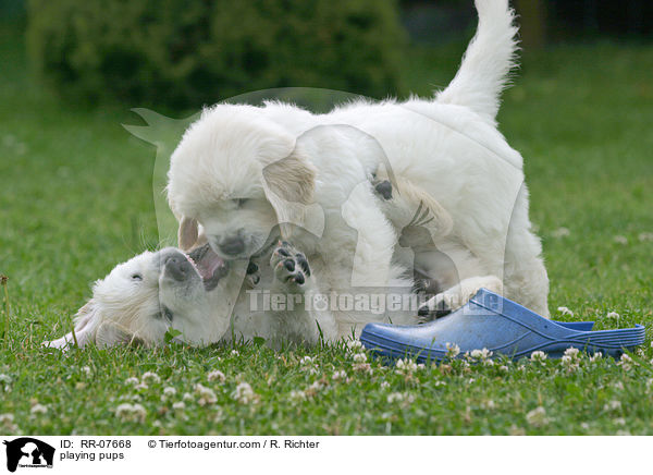 spielende Welpen / playing pups / RR-07668