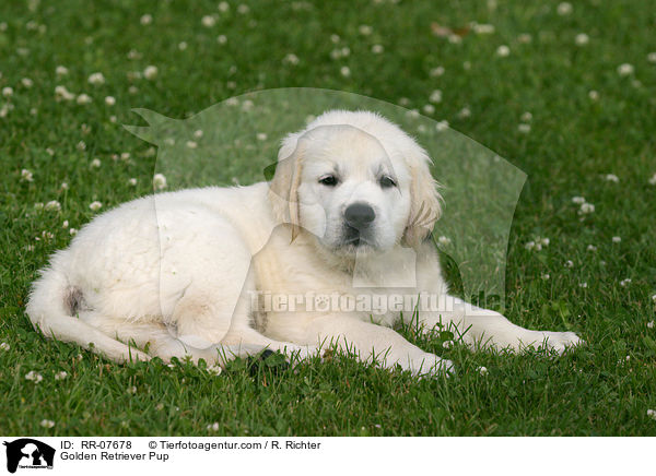 Golden Retriever Welpe / Golden Retriever Pup / RR-07678