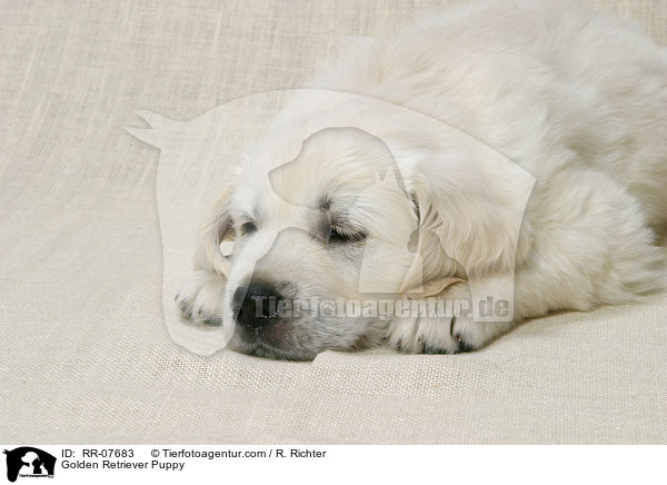 Golden Retriever Welpe / Golden Retriever Puppy / RR-07683