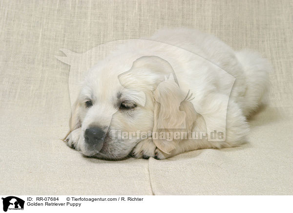 Golden Retriever Welpe / Golden Retriever Puppy / RR-07684