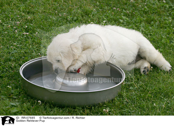 Golden Retriever Welpe / Golden Retriever Pup / RR-07685