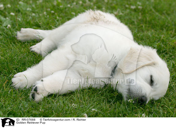 Golden Retriever Welpe / Golden Retriever Pup / RR-07688