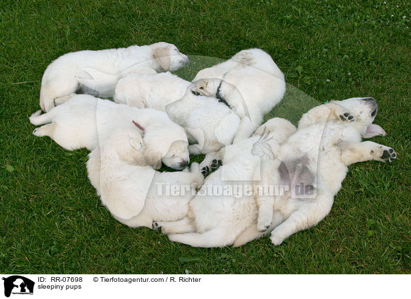 schlafende Welpen / sleepiny pups / RR-07698