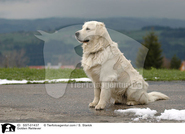 Golden Retriever / Golden Retriever / SST-01437