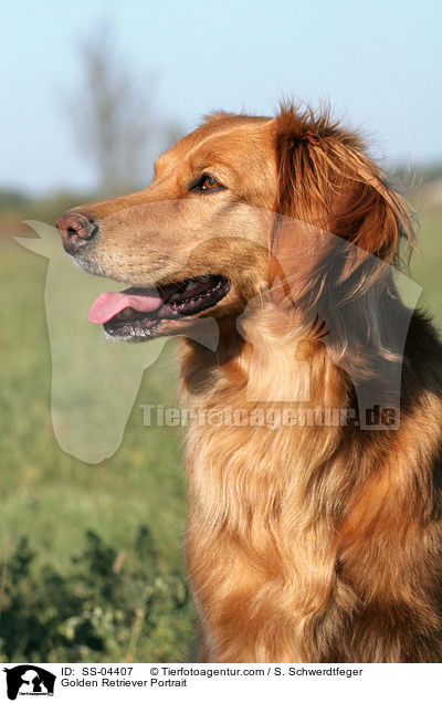 Golden Retriever Portrait / Golden Retriever Portrait / SS-04407