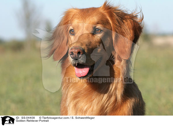 Golden Retriever Portrait / Golden Retriever Portrait / SS-04408