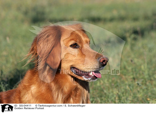 Golden Retriever Portrait / Golden Retriever Portrait / SS-04411