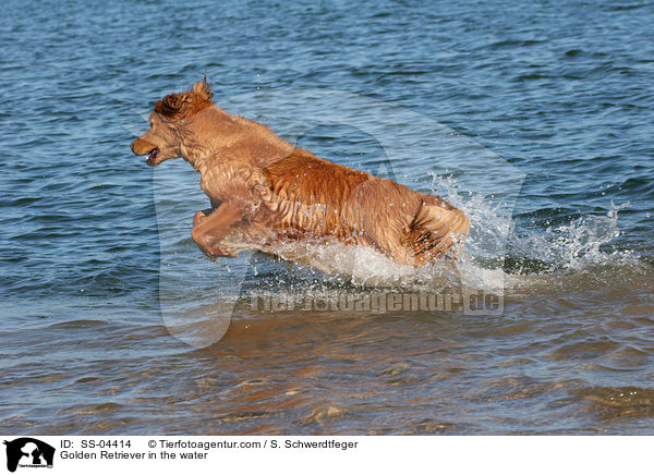 Golden Retriever im Wasser / Golden Retriever in the water / SS-04414