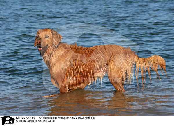 Golden Retriever im Wasser / Golden Retriever in the water / SS-04418
