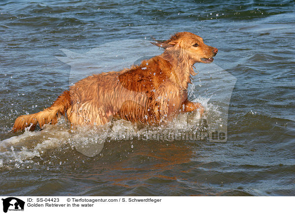 Golden Retriever im Wasser / Golden Retriever in the water / SS-04423