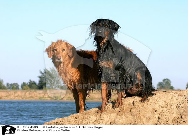 Golden Retriever und Gordon Setter / Golden Retriever and Gordon Setter / SS-04503