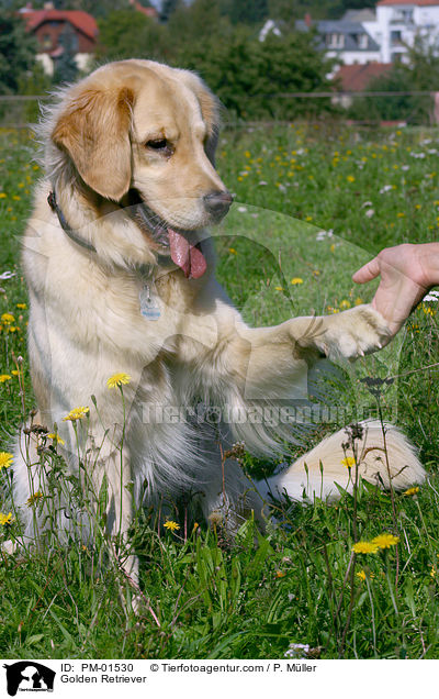 Golden Retriever / Golden Retriever / PM-01530