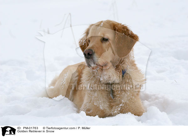 Golden Retriever im Schnee / Golden Retriever in Snow / PM-01763