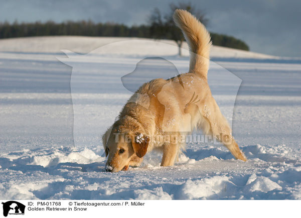 Golden Retriever im Schnee / Golden Retriever in Snow / PM-01768