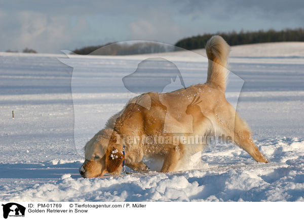 Golden Retriever im Schnee / Golden Retriever in Snow / PM-01769