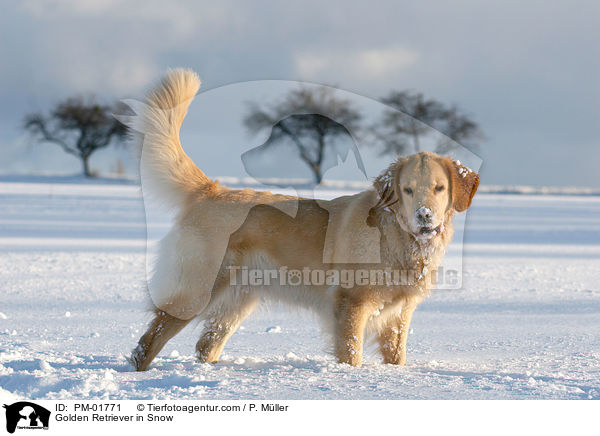 Golden Retriever im Schnee / Golden Retriever in Snow / PM-01771