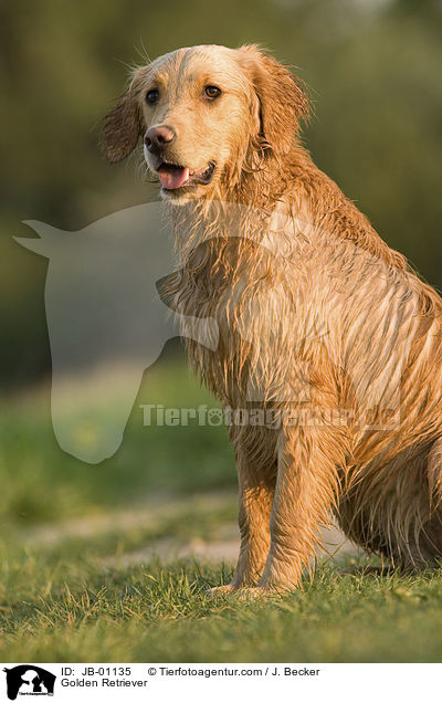 Golden Retriever / Golden Retriever / JB-01135