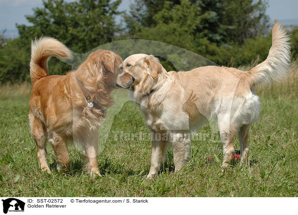 Golden Retriever / Golden Retriever / SST-02572