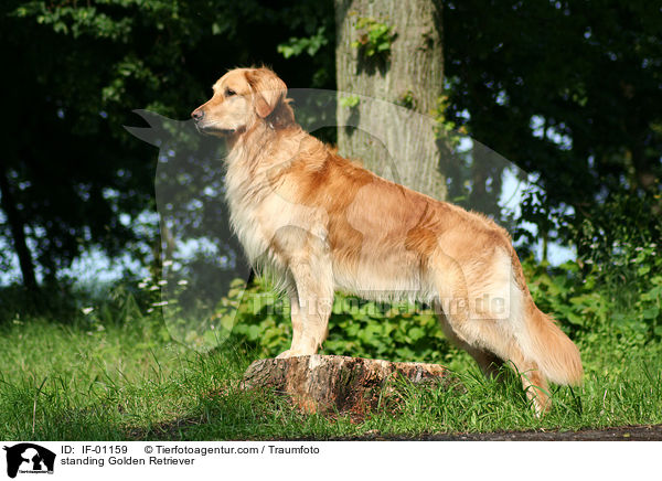 standing Golden Retriever / IF-01159