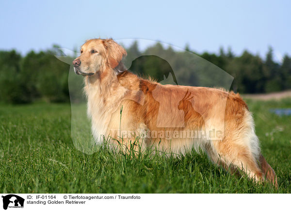 stehender Golden Retriever / standing Golden Retriever / IF-01164