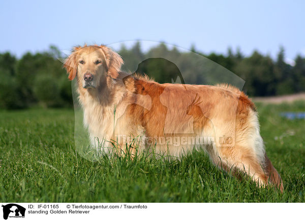 stehender Golden Retriever / standing Golden Retriever / IF-01165