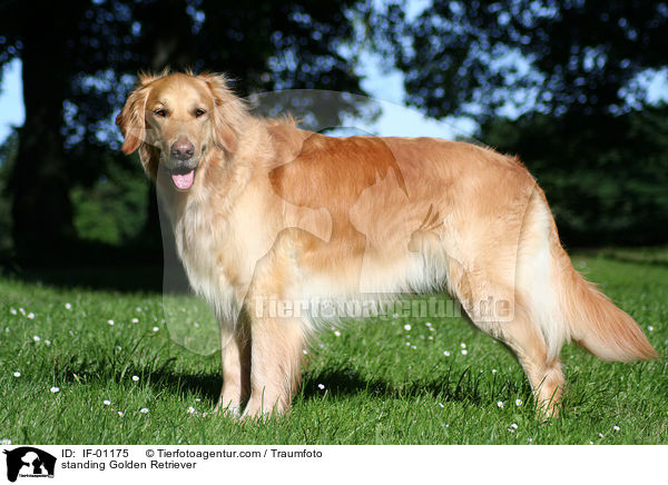 stehender Golden Retriever / standing Golden Retriever / IF-01175