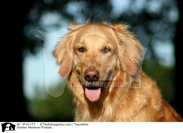 Golden Retriever Portrait / Golden Retriever Portrait / IF-01177