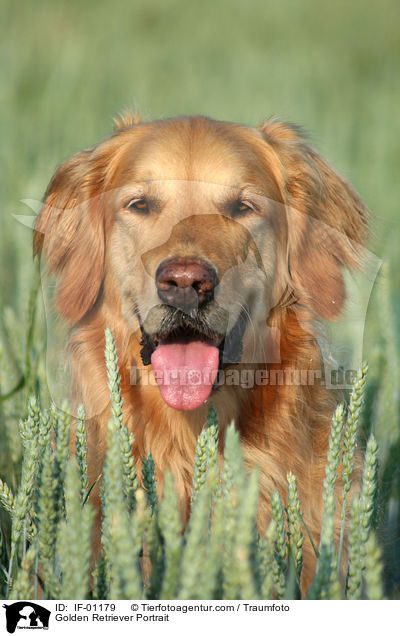 Golden Retriever Portrait / Golden Retriever Portrait / IF-01179