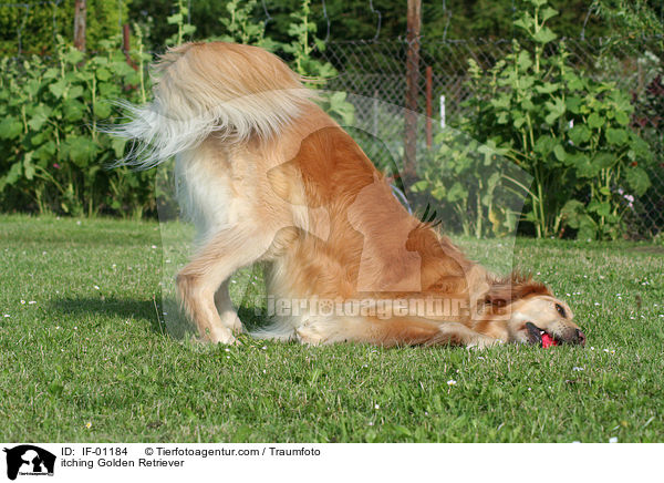 sich juckender Golden Retriever / itching Golden Retriever / IF-01184