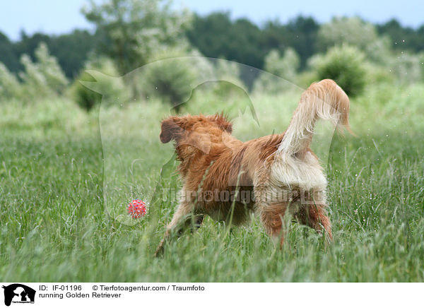 rennender Golden Retriever / running Golden Retriever / IF-01196